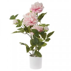 Ροζ παιωνία φυτό σε γλάστρα 70cm ύψος