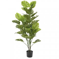 Φυτό μονστερά με 42 φύλλα σε γλάστρα 150εκ. ύψος