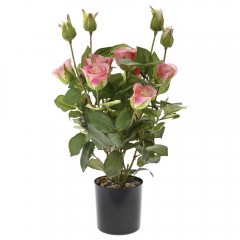 Ρόζ τριανταφυλλιά 45 εκ σε μαύρη πλαστική γλάστρα