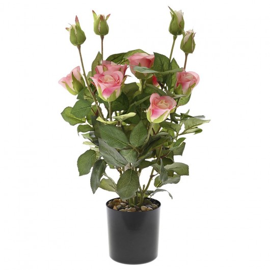 Ρόζ τριανταφυλλιά 45 εκ σε μαύρη πλαστική γλάστρα