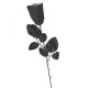 Μαύρο τριαντάφυλλο 