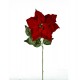 Λουλούδι Αλεξανδρινό, κόκκινο βελούδο